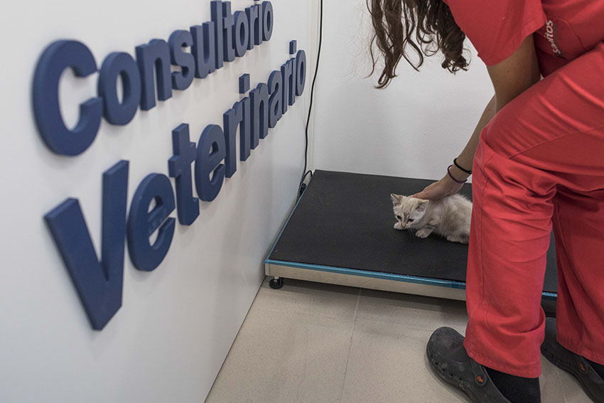 Kivet Madrid Ciudad de la imagen chequeo veterinario