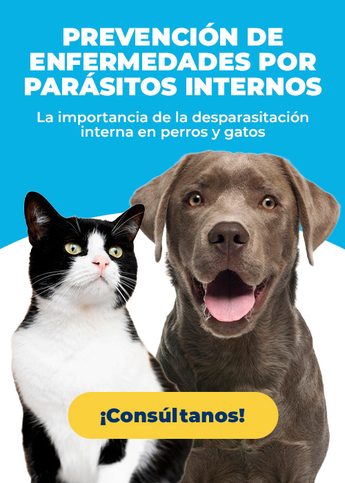 Landing-Banner-Campana prevención desparasitación interna-Abril-Mayo 2025-Kivet-Mobile